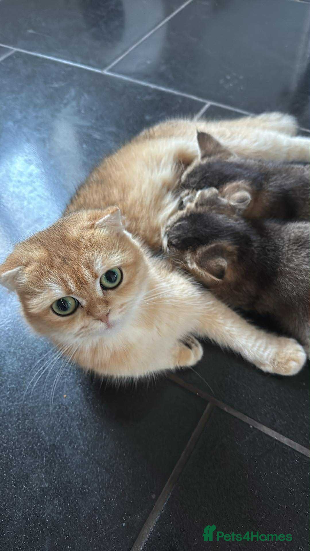 British Shorthair cats for sale: Little blue British cross Scottish fold  - Image 2