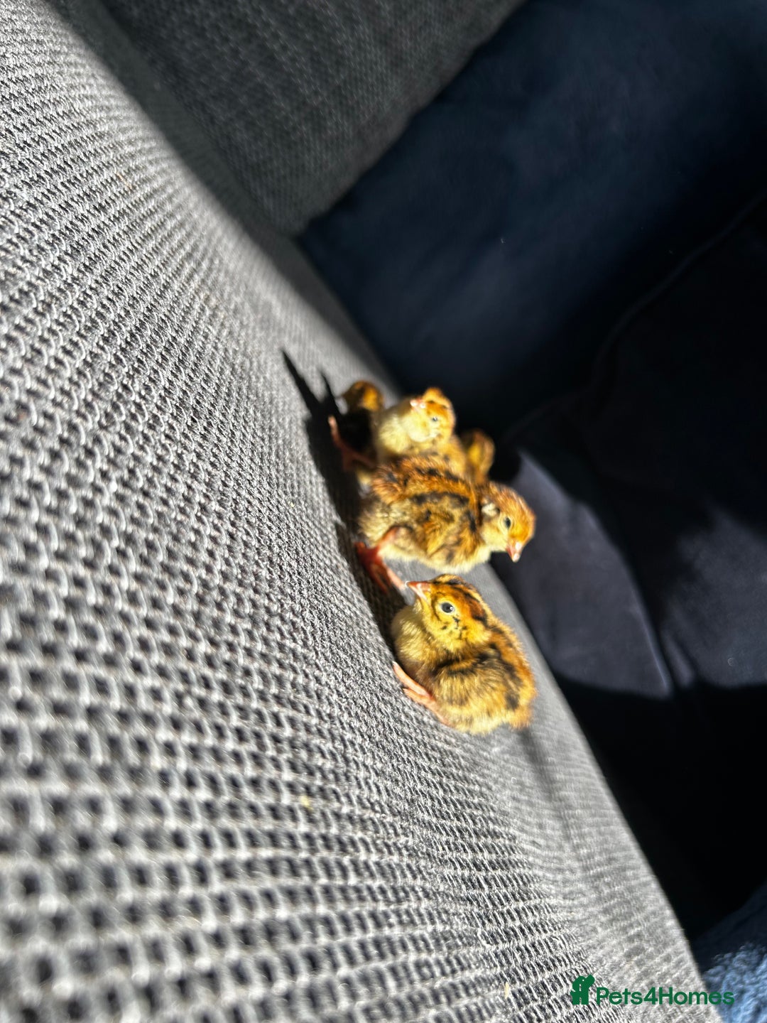 Mixed Breed birds for sale: 18 coturnix quail chicks  - Image 1