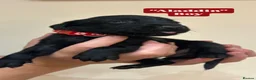 Labrador Retriever dogs for sale: READY 11TH JULY KC REG BLACK AND YELLOW LABRADORS - Advert 7