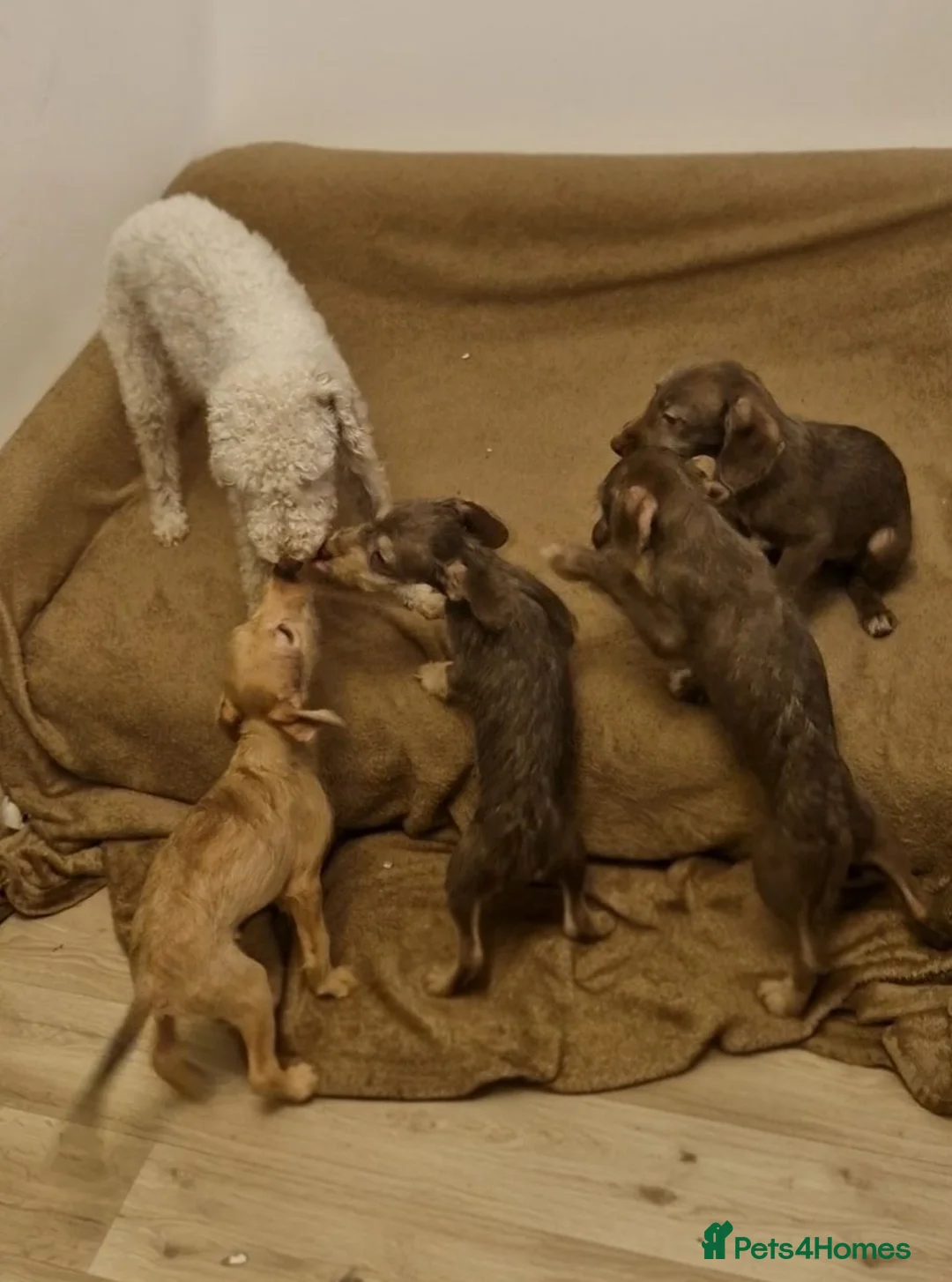 Mixed Breed dogs for sale: Bubbly Brown Igglingtons Ready 4 Snuggles in Manchester - Advert 7