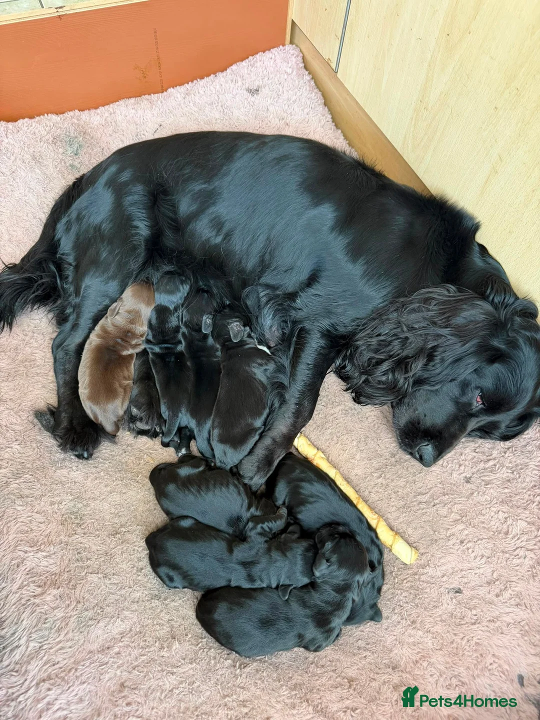 Cocker Spaniel dogs for sale: Working Cocker Spaniel Puppies For Sale - Advert 2