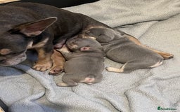 French Bulldog dogs for sale: 💙 French bulldog pups kc reg lilac and tan   - Image 10
