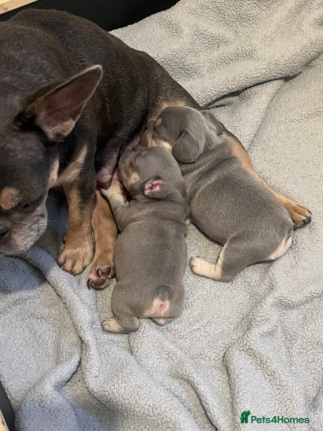 French Bulldog dogs for sale: 💙 French bulldog pups kc reg lilac and tan   - Image 10
