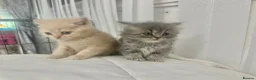 British Shorthair cats for sale: ⭐️ 6 BRITISH CREAM SHORTHAIR ⭐️ - Advert 20