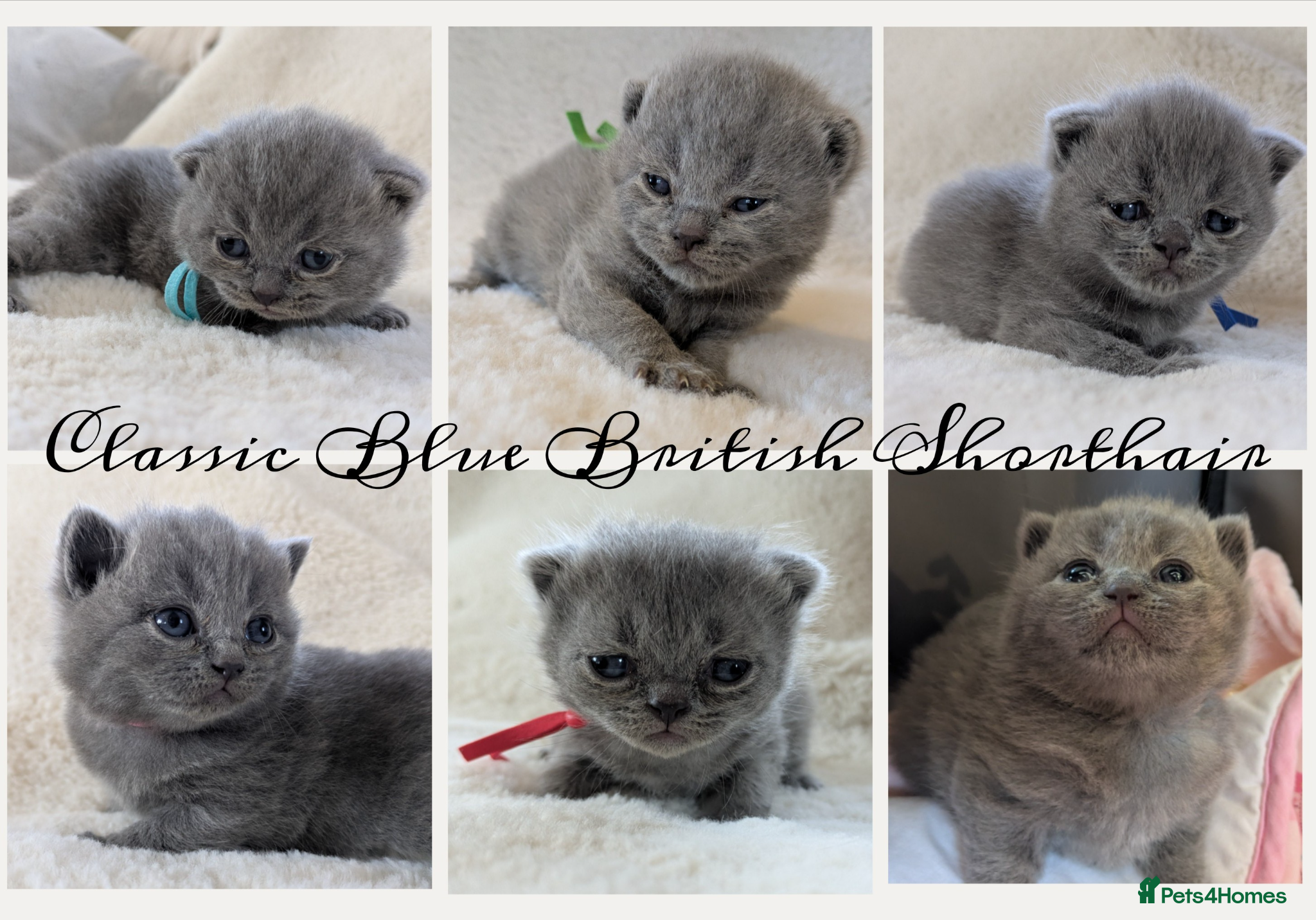 British Shorthair cats Purebred British Shorthair Kittens - Advert 1