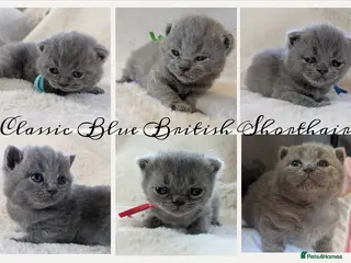 British Shorthair cats Purebred British Shorthair Kittens - Advert 1