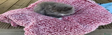 Ragdoll 1