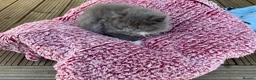 Ragdoll cats for sale: 5 ABSOLUTELY SYUNNING RAGDOLLS  - Advert 5