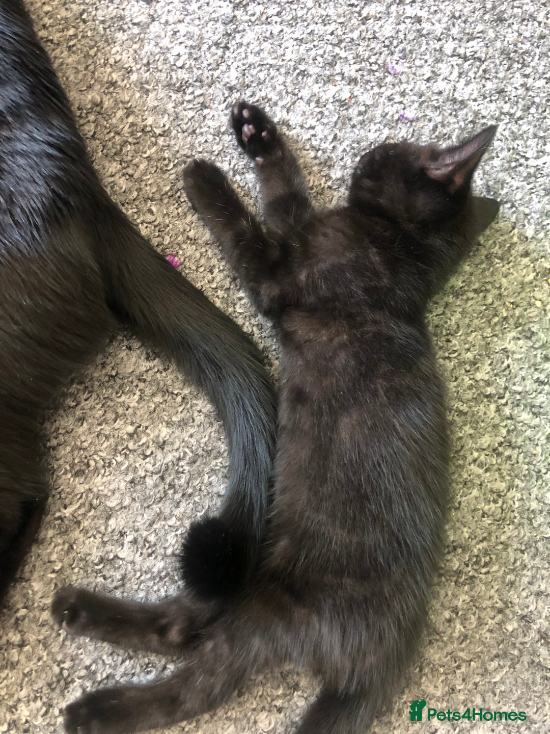 British Shorthair cats for sale: 🐾 A Rare Band of Ghost Tabby Kittens 🐾 - Image 20
