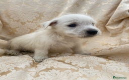 West Highland Terrier dogs for sale: West highland terriers - Image 14