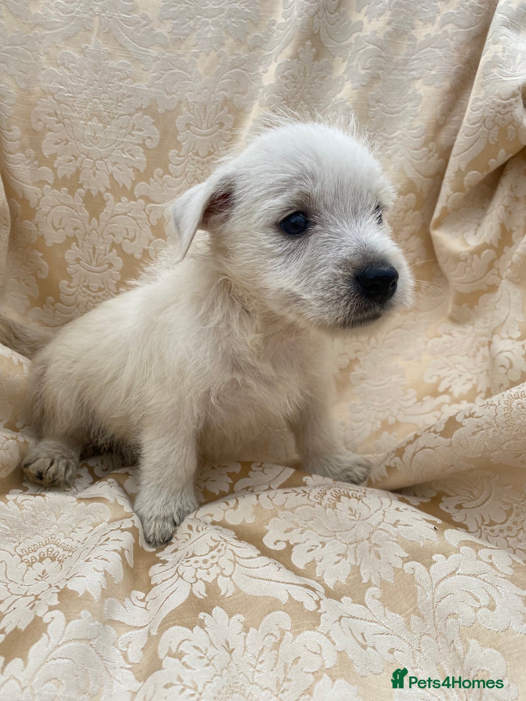 West Highland Terrier dogs for sale: West highland terriers - Image 14