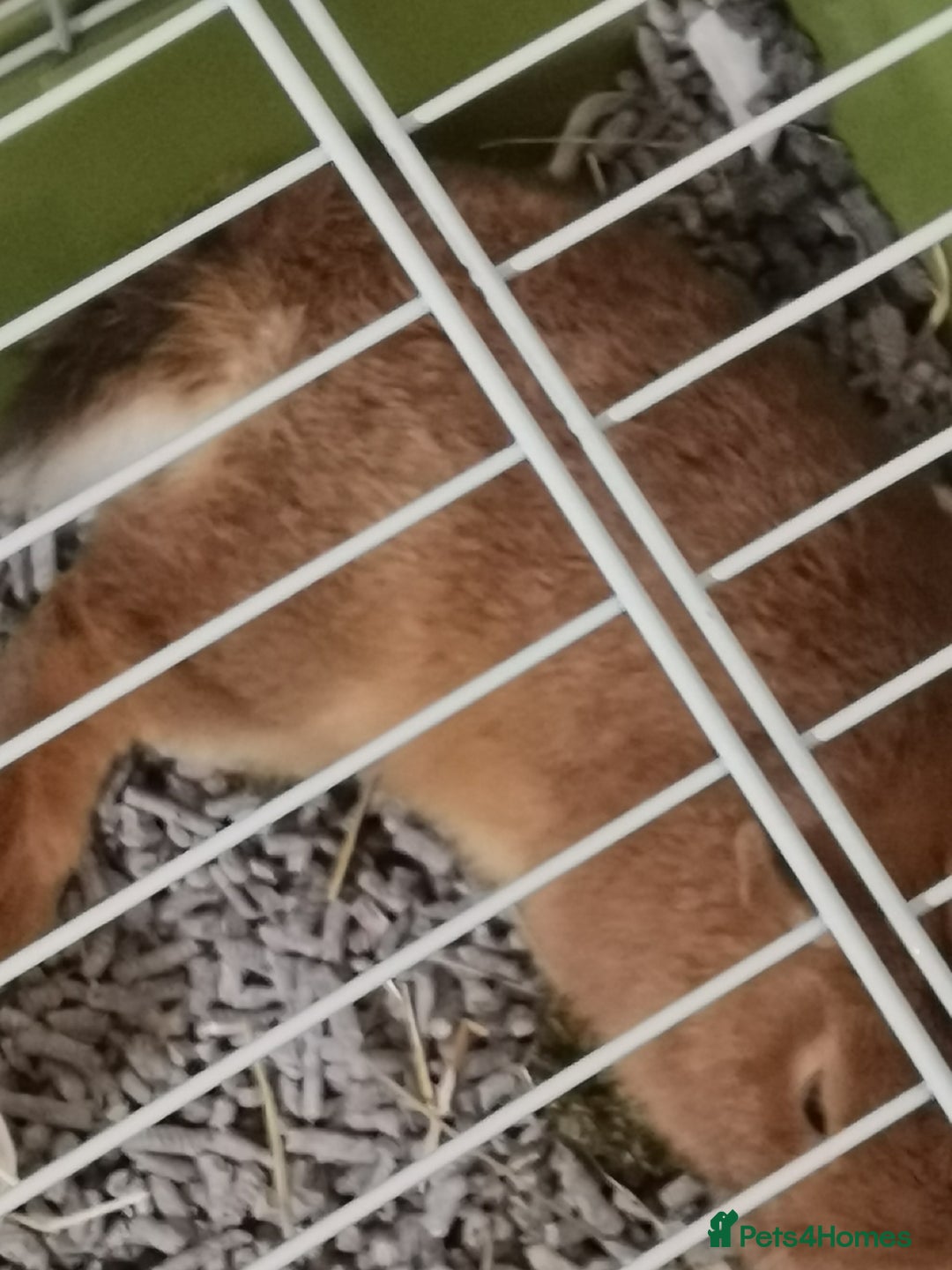 Netherland Dwarf rabbits for sale: Unique, Rare Red Fox Rabbit for sale - Advert 9
