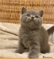 British Shorthair cats 🧸EXCEPTIONAL QUALITY PURE BREED BSH TEDDY BEARS🧸 - Advert 4