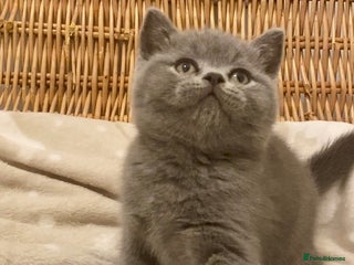 British Shorthair cats 🧸EXCEPTIONAL QUALITY PURE BREED BSH TEDDY BEARS🧸 - Advert 3