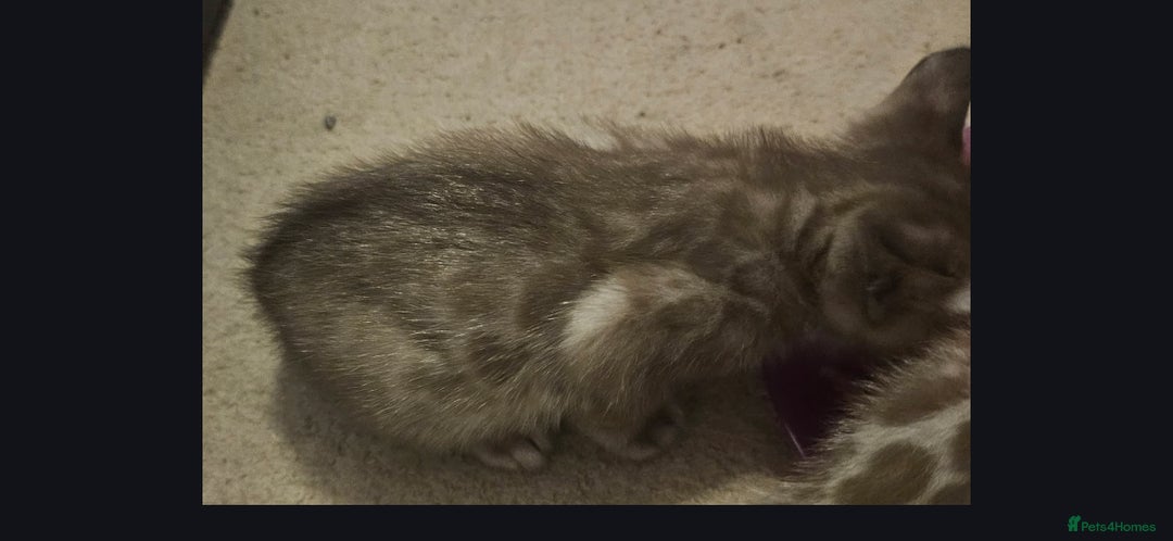 Bengal cats for sale: Bengal kittens - Advert 8