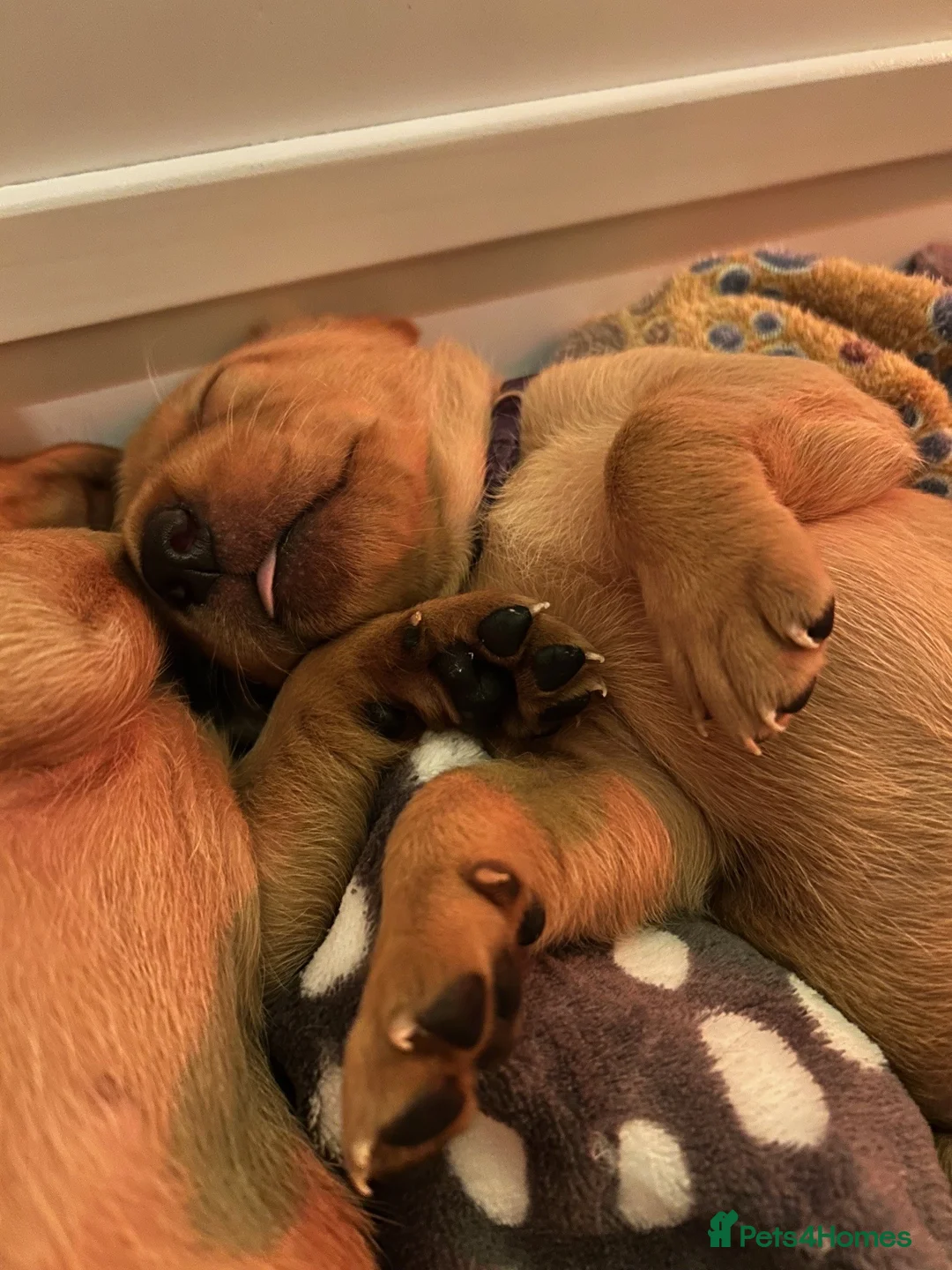 Labrador Retriever dogs for sale: KC Fox Red Labrador Retriever Puppies - Advert 6