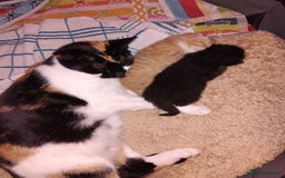 Mixed Breed cats for sale: Black & White female  - Image 4