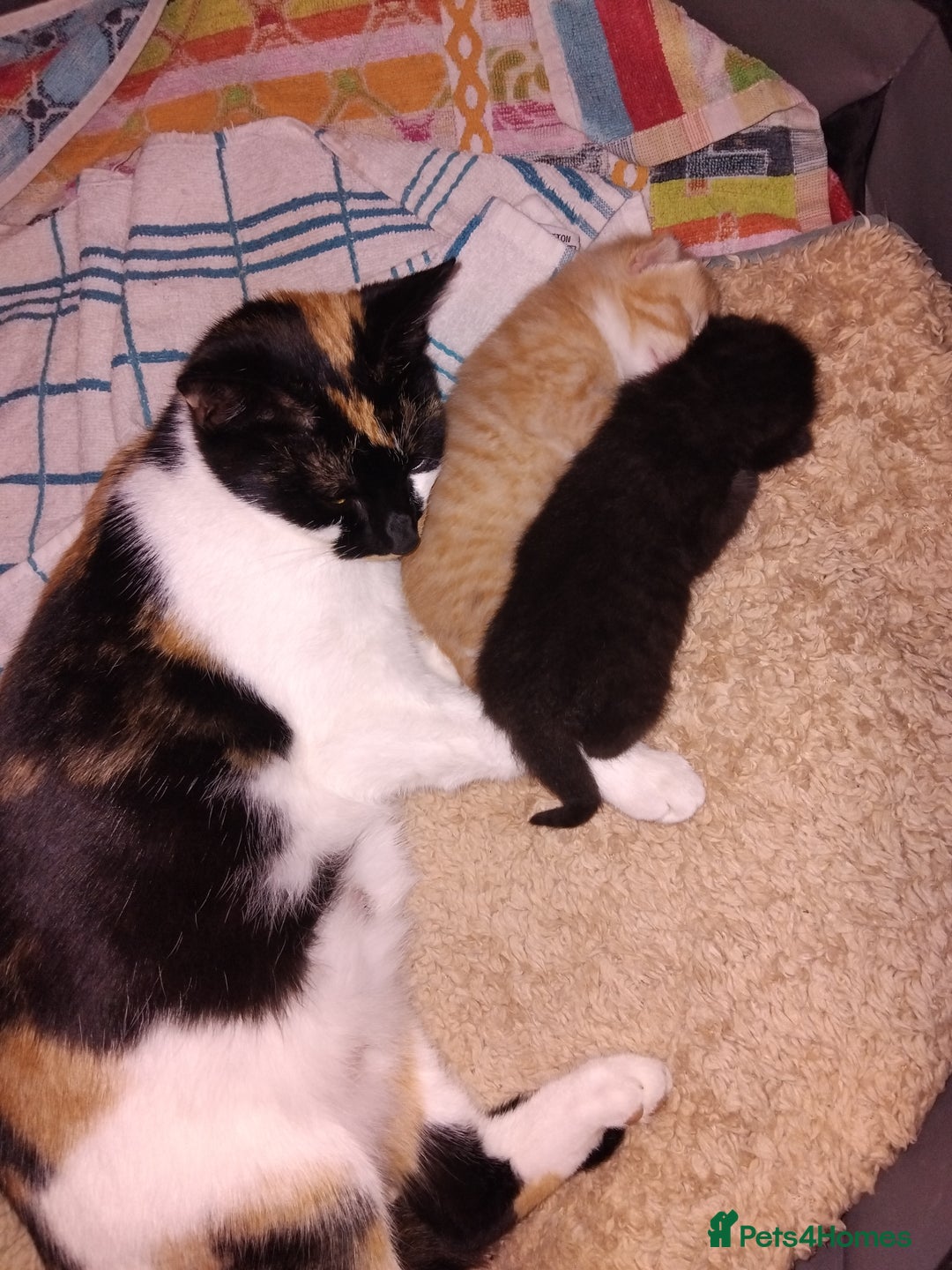 Mixed Breed cats for sale: Black & White female  - Image 4