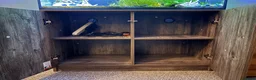 Barbs fish for sale: Full tank and set up for sale Everything included  - Advert 4