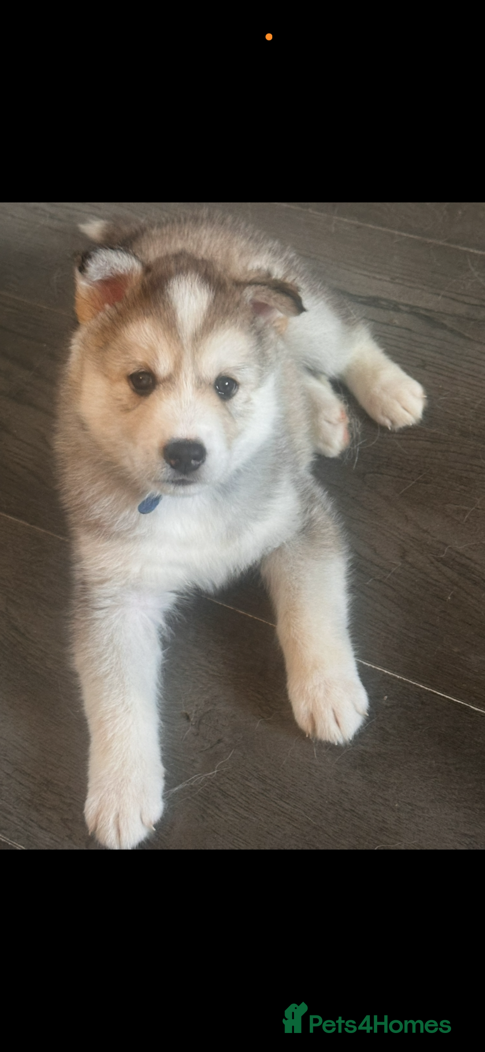 Siberian Husky dogs 6 Siberian Husky Puppies!! - Advert 1