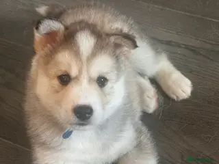 Siberian Husky dogs 6 Siberian Husky Puppies!! - Advert 1