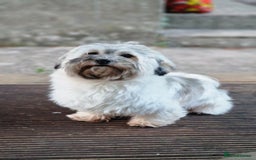 Havanese dogs for sale: Havanese  - Image 9
