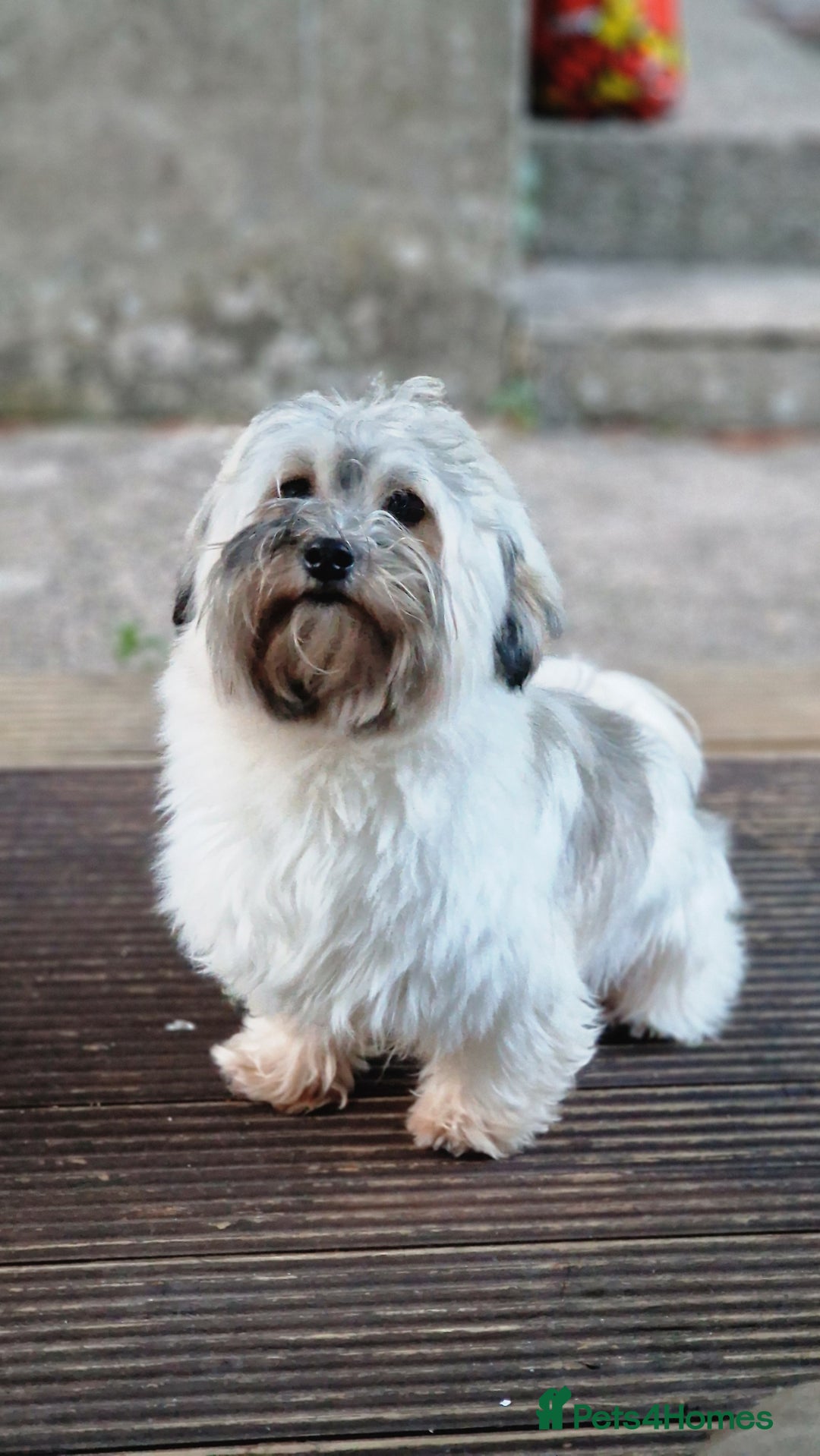 Havanese dogs for sale: Havanese  - Image 9