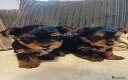Yorkshire Terrier dogs for sale: Gorgeous puppies❤️❤️🩵🩵 - Advert 10