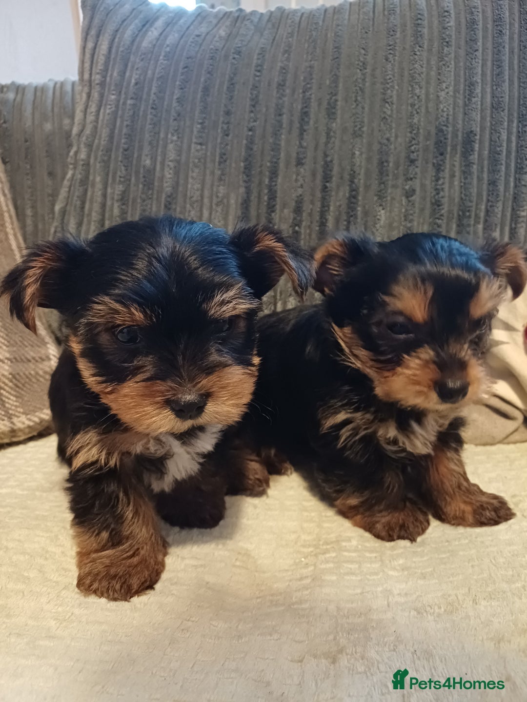Yorkshire Terrier dogs for sale: Gorgeous puppies❤️❤️🩵🩵 - Advert 10