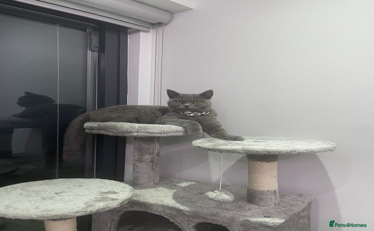 British Shorthair cats - Advert 5