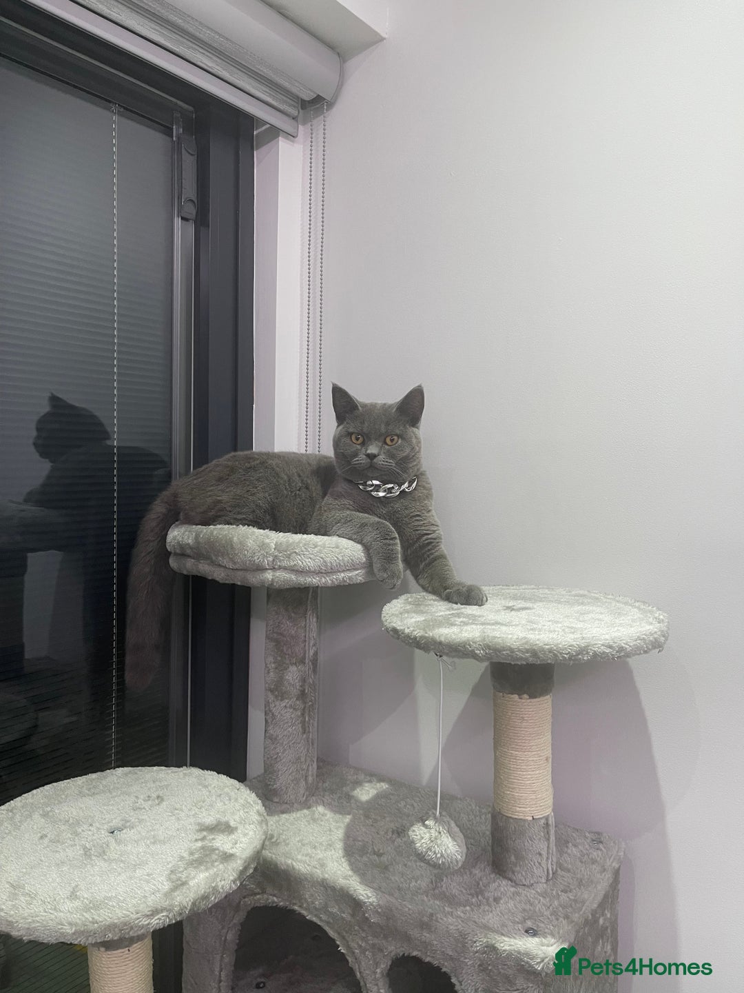 British Shorthair cats for sale: 2 British Shorthair  - Image 1