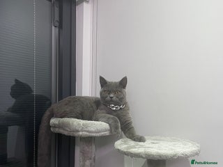 British Shorthair cats for sale - Advert 1