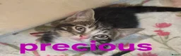 Mixed Breed cats for sale: Beautiful loved , healthy kitten's  in Bournemouth - Advert 6
