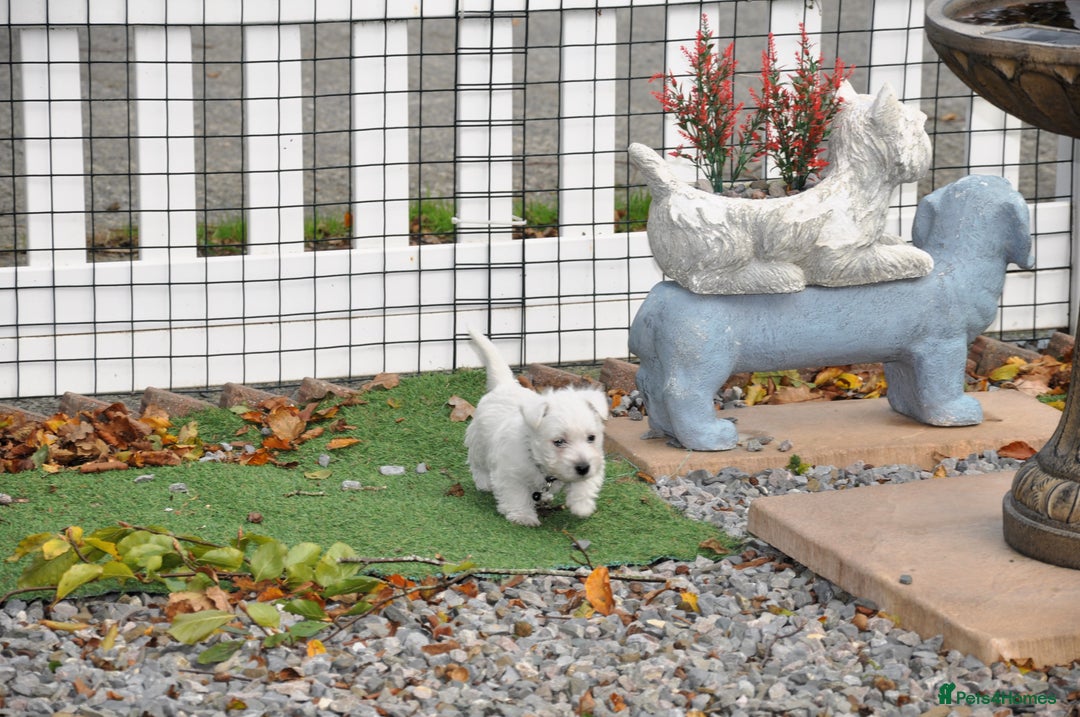 West Highland Terrier dogs for sale: Gorgeous West Highland Terrier Puppies - Image 9