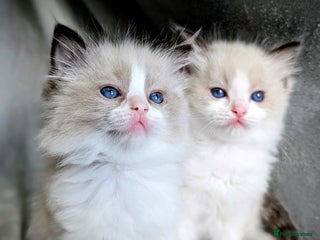 Ragdoll cats for sale - Advert 1