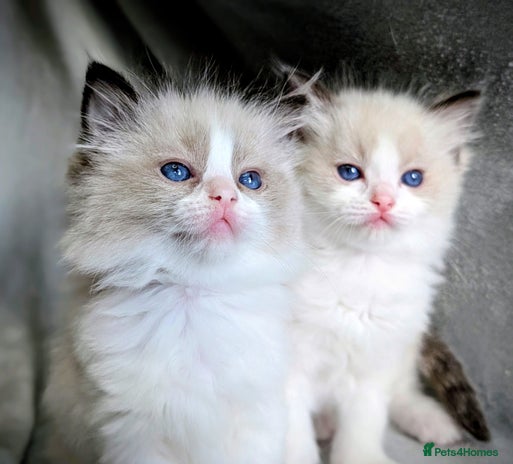 Ragdoll cats - Advert 1