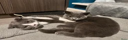 Scottish Fold cats for sale: Scottish fold and British shorthair kittens in Slough - Advert 31