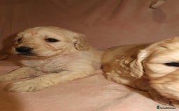 Goldendoodle dogs for sale: 7 beautiful golden doodles  - Advert 9