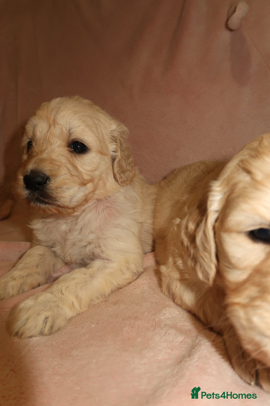 Goldendoodle dogs for sale: 7 beautiful golden doodles  - Advert 9