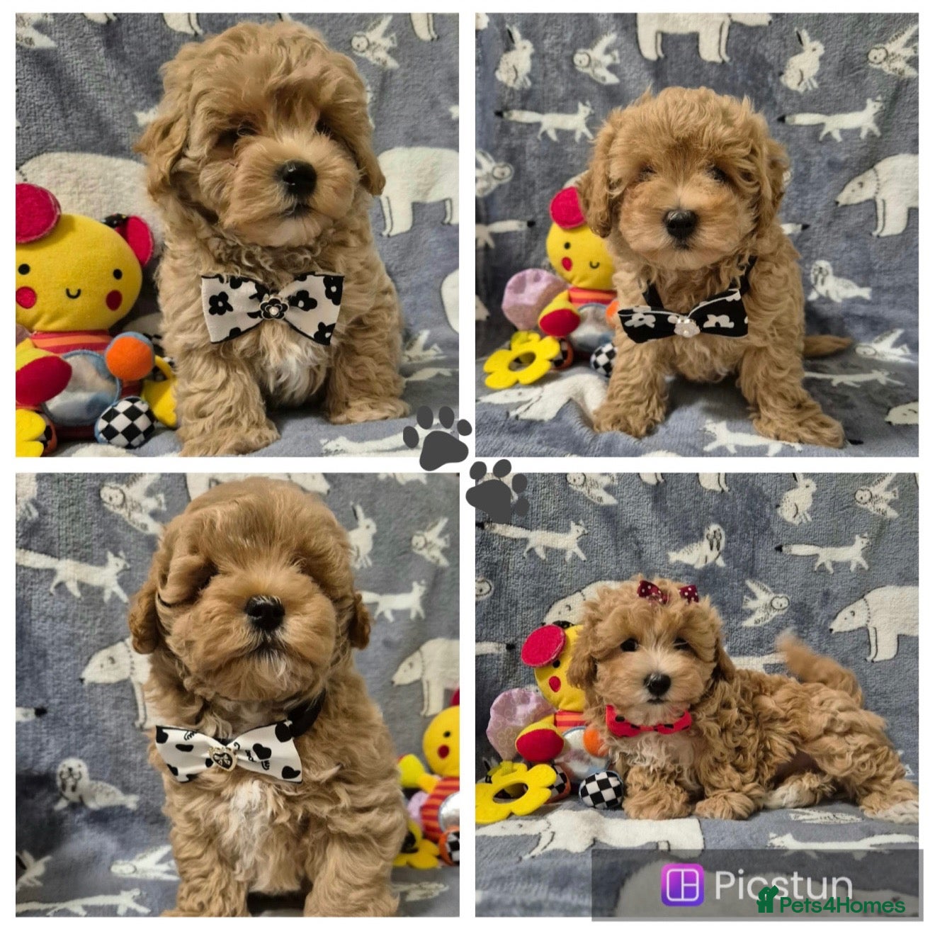 Maltipoo dogs Maltipoo  - Advert 5
