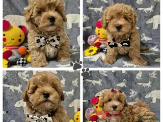 Maltipoo dogs Maltipoo - Advert 5