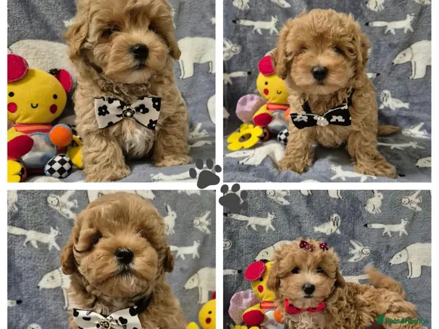 Maltipoo dogs Maltipoo - Advert 6