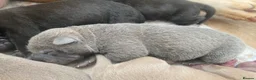 Shar Pei dogs for sale: Stunning shar pei puppies - Advert 4