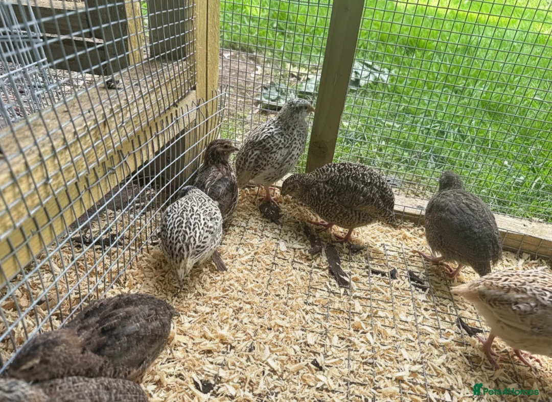 Quail poultry for sale: Trios of Quail - Advert 1