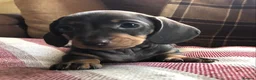 Miniature Dachshund dogs for sale: KC REGISTERED PRA clear  Chocolate dapple & tan - Advert 4