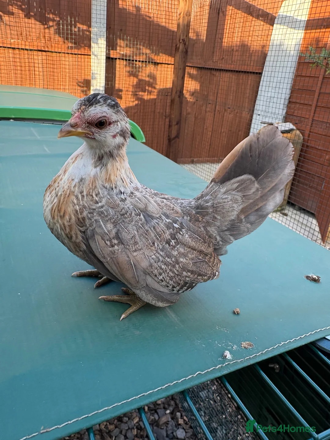 Chickens poultry for sale: Serama chickens for sale  - Advert 2