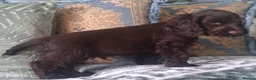 Cocker Spaniel dogs for sale: KC Reg Showtype Cocker Spaniel Puppy  - Advert 9