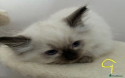 Ragdoll cats for sale: Pure Ragdoll Kittens *Ready for their new home* - Image 6