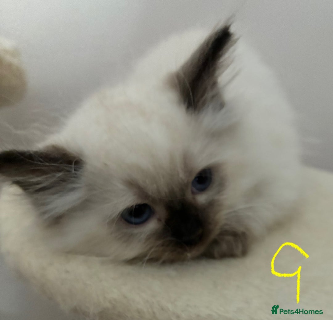 Ragdoll cats for sale: Pure Ragdoll Kittens *Ready for their new home* - Image 6