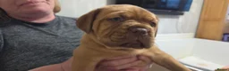 Dogue De Bordeaux dogs for sale: Dogue Du Bordeaux Puppies for Sale - Advert 9